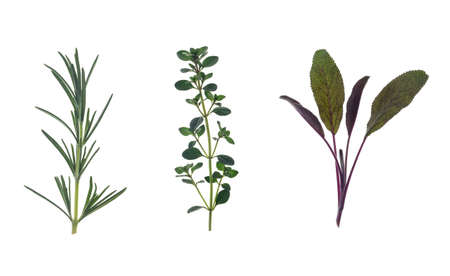 closeup of fresh garden rosemary, thyme and sage leaves isolated on white backgroundの写真素材