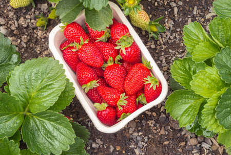 strawberry garden with freshly picked ripe strawberries in cardboard punnet and copy spaceの写真素材