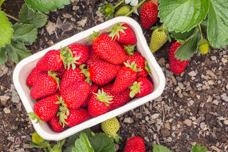 freshly picked ripe strawberries in cardboard punnet in organic gardenの写真素材