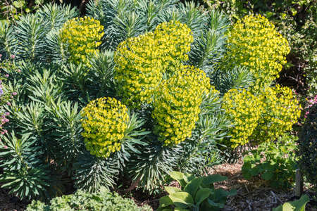giant cypress spurge - Euphorbia cyparissias plant in bloom growing in gardenの写真素材