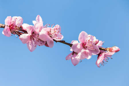 closeup of peach pink flowers in bloom isolated against blue sky background with copy spaceの写真素材