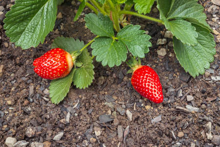 closeup of a strawberry plant with ripe organic strawberries and copy spaceの写真素材