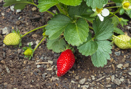 closeup of a strawberry plant with ripe and unripe strawberries growing in organic gardenの写真素材
