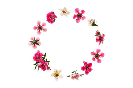 pink and white manuka tree flowers arranged into a circle frame on white background and copy spaceの写真素材