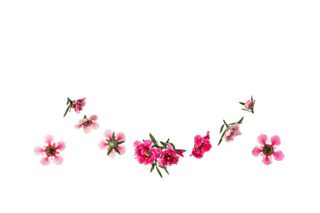 pink manuka tree flowers in bloom arranged into semicircle shape on white background with copy space aboveの写真素材