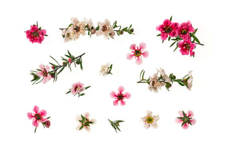 closeup of backlit white and pink manuka tree flowers in bloom on white backgroundの写真素材
