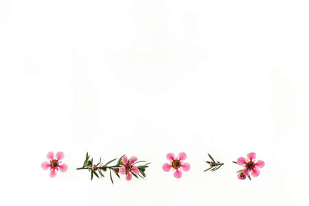 closeup of backlit pink manuka tree flowers isolated on white background with copy space aboveの写真素材