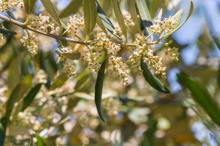 olive tree branch with small flowers in bloom and blurred backgroundの写真素材
