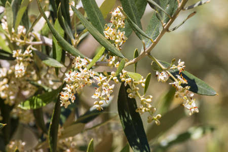 closeup of an olive tree branch in bloom with blurred backgroundの写真素材