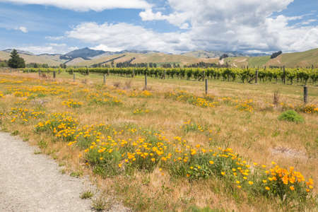 New Zealand vineyard landscape in summertime with wildflower meadow in foregroundの写真素材
