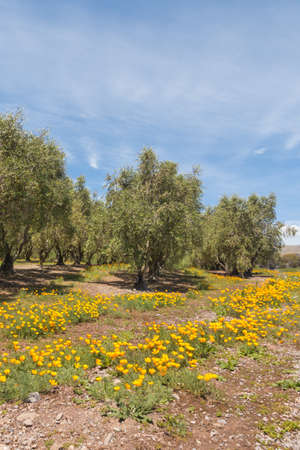 olive trees growing in olive grove with wildflowers in bloom, blue sky and copy spaceの写真素材