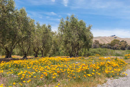 olive orchard with olive trees and California poppies in bloomの写真素材