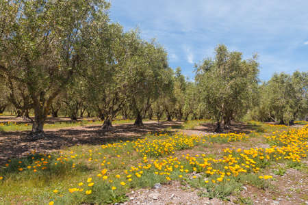 olive grove with olive trees and California golden poppy flowers in bloomの写真素材