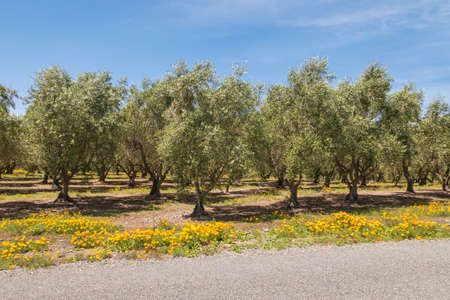 landscape with olive trees and California golden poppy flowers in bloomの写真素材