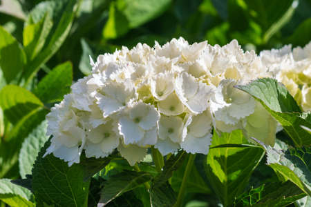 detail of a white hortensia flowerhead in bloom with blurred backgroundの写真素材