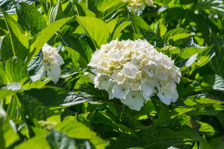 white hortensia plant with flowers in bloom and backlit leaves