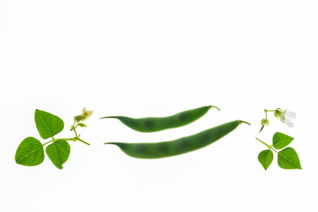 closeup of fresh runner bean pods on white background with copy space aboveの写真素材