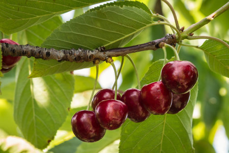 ripe dark red cherries hanging on cherry tree branch with blurred backgroundの写真素材