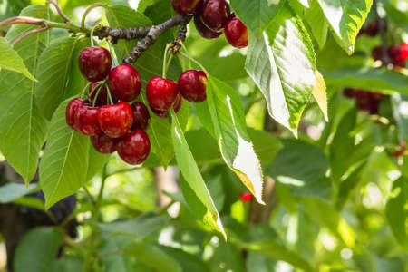 ripe stella cherries hanging on cherry tree branch with blurred background and copy spaceの写真素材