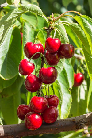 closeup of ripe organic Stella cherries hanging on cherry tree branch with blurred backgroundの写真素材