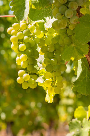 closeup of ripe Sauvignon Blanc grape bunches hanging on grapevine in vineyard with blurred background and copy spaceの写真素材