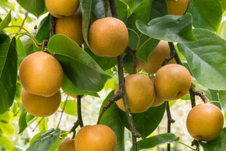 detail of ripe organic chinese pears hanging on pear tree at harvest timeの写真素材