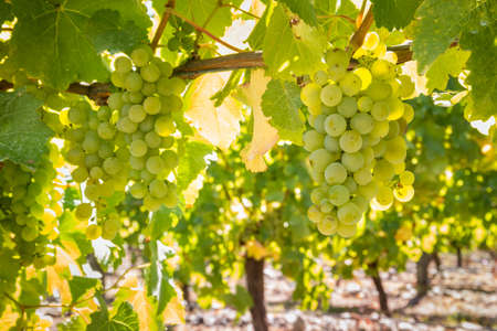 closeup of ripe Sauvignon Blanc grapes hanging on vine in vineyard at harvest timeの写真素材
