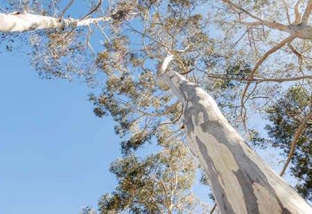 closeup of tall Australian eucalyptus trees with shedding bark against blue skyの写真素材