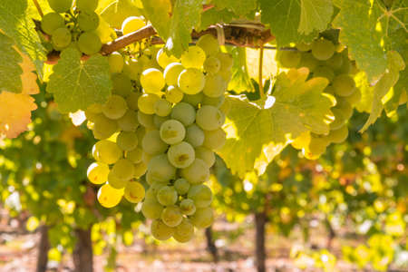 closeup of backlit bunches of chardonnay grapes hanging on vine with blurred background and copy spaceの写真素材