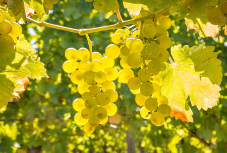 closeup of backlit bunches of sauvignon blanc grapes hanging on vine in vineyard at harvest timeの写真素材