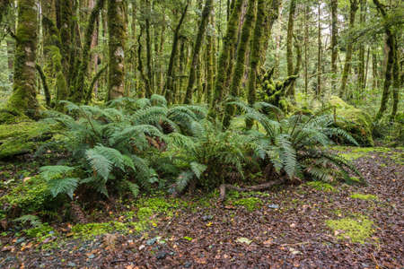 unspoilt tropical rainforest with ferns and moss covered trees in Fiordland National Park, New Zealandの写真素材