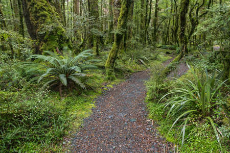 hiking track leading through unspoilt tropical New Zealand rainforest with ferns and moss covered treesの写真素材