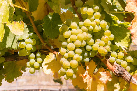 bunches of ripe Pinot Gris grapes hanging on vine in vineyard at harvest timeの写真素材