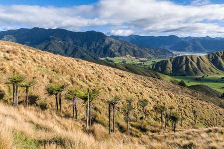New Zealand fern trees growing on Kaituna ranges near Havelock town in Marlborough region, South Island, New Zealandの写真素材