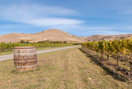 New Zealand vineyard landscape in autumn at harvest time with old wooden wine barrelの写真素材