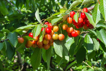 closeup of ripe Rainier cherries hanging on cherry tree branch with blurred background and copy spaceの写真素材
