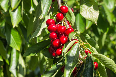 cluster of ripe stella cherries hanging on cherry tree branch with blurred backgroundの写真素材