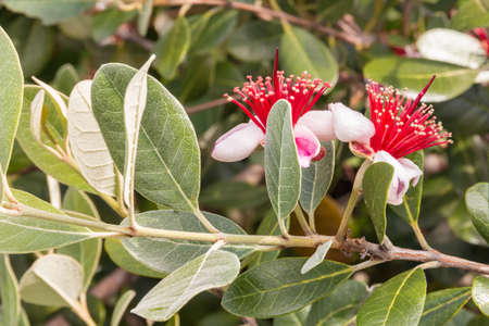 closeup of feijoa tree twig with bright red flowers in bloomの写真素材