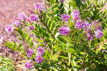 closeup of New Zealand native hebe plant with pink flowers in bloom, blurred background and copy spaceの写真素材