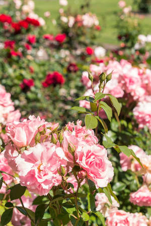 bed of pink and red roses in bloom with burred background and copy spaceの写真素材