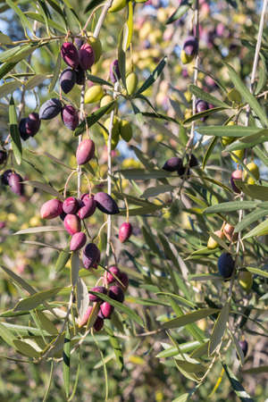 ripe organic Calamata olives hanging on olive tree with blurred backgroundの写真素材