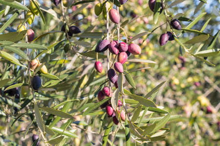 Greek Calamata olives on olive tree branch with blurred background and copy spaceの写真素材