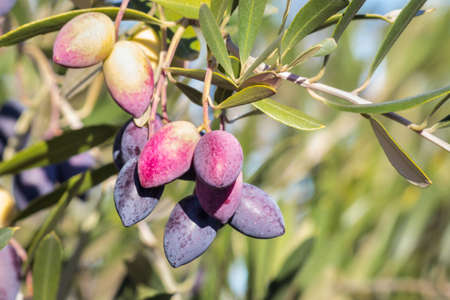 closeup of Greek Kalamata olives ripening on olive tree branch with blurred background and copy spaceの写真素材
