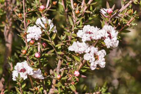 white New Zealand teatree bush with flowers in bloom and blurred backgroundの写真素材