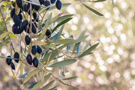 ripe dark kalamata olives hanging on olive tree branch with blurred background and copy space on rightの写真素材