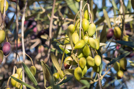 cluster of unripe green Kalamata olives hanging on olive tree branch with blurred backgroundの写真素材