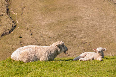 ewe with newborn lamb sunbathing on spring meadow with blurred background and copy spaceの写真素材