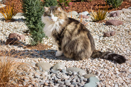longhair tabby cat sitting on white pebbles in rock garden with blurred background and copy spaceの写真素材