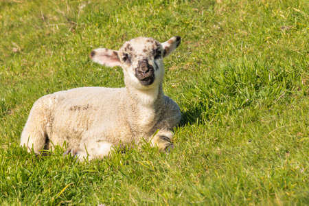 closeup of cute newborn lamb basking on green grass with copy spaceの写真素材