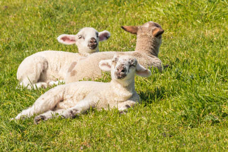 three cute newborn lambs basking on green grass with copy space on rightの写真素材